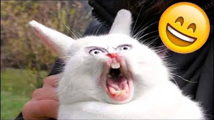 Я РЖАЛ ДО СЛЕЗ 😂 5 Минут ОТБОРНЫХ приколов 2025 Смешные видео - Лучшие ПРИКОЛЫ смотреть онлайн