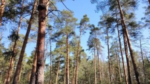 Кто и каким образом становиться руководителем в работе по найму в организации?