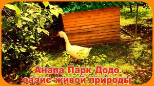 Анапа Парк Живой Природы Додо