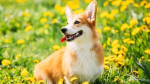 Забавные видео про Корги вельш пемброк. Щенки корги.