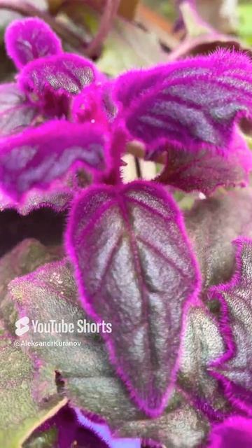 Гинура оранжевая Gynura #flowers #цветы #сад #комнатныерастения #nature  #garden #plants