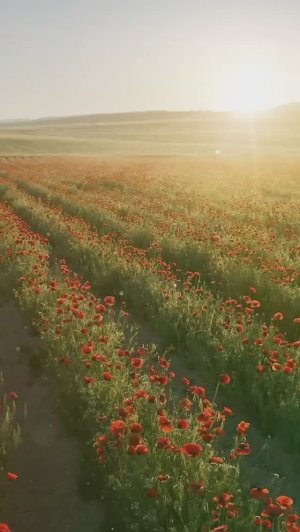 9 Мая! День Победы! Сталинград! Александр Добронравов #shorts #деньпобеды #добронравов