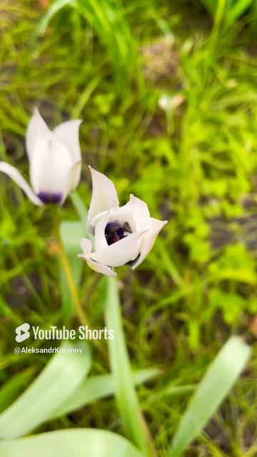 Ботанический тюльпан #flowers #цветы #сад #nature #garden