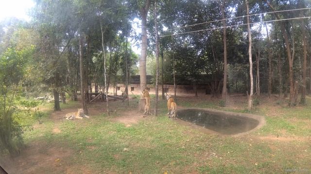 Тигры охотятся в Винперл Фукуок сафари парк (Vinpearl Safari Phu Quo