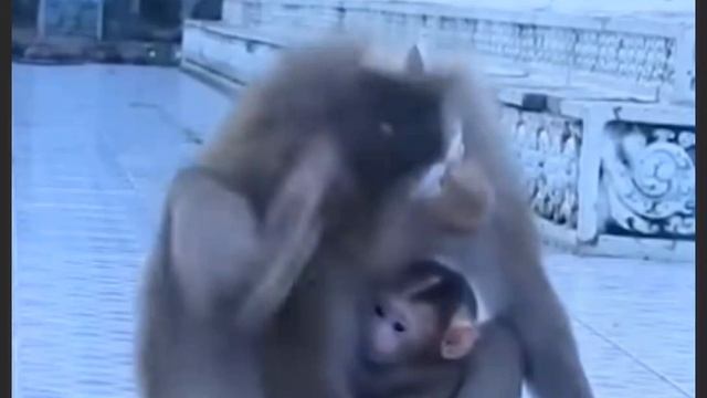 Даже, когда макака не довольна поведением ... 1000003078.mp4 смотреть онлайн