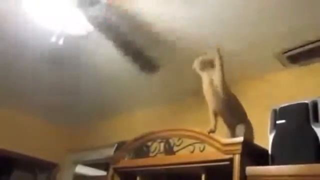 Коты умнички. Прикол. смотреть онлайн