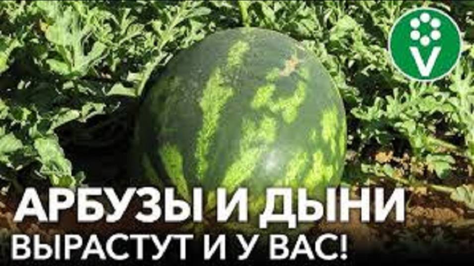 АРБУЗЫ И ДЫНИ ВЫРАСТИТЬ НЕ СЛОЖНО. ПОСЕВ И УХОД ЗА РАССАДОЙ АРБУЗА И ДЫНИ. смотреть онлайн