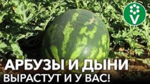 АРБУЗЫ И ДЫНИ ВЫРАСТИТЬ НЕ СЛОЖНО. ПОСЕВ И УХОД ЗА РАССАДОЙ АРБУЗА И ДЫНИ.