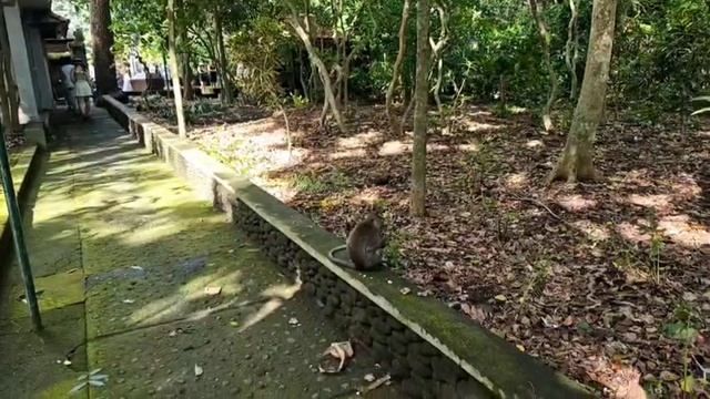 30.24 😱 мартышка напала на мужика 👉 ГОРОД УБУД - ПАРК ЛЕС ОБЕЗЬЯН 🙈🙉🙊 ☀️ ИНДОНЕЗИЯ ОСТРОВ БАЛ смотреть онлайн