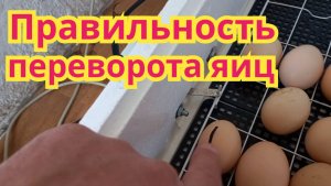 Как настроить, неправильный переворот яиц на инкубаторе несушка.