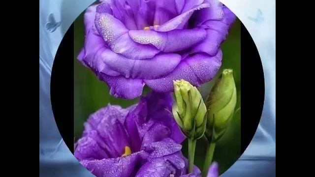 Весна самое прекрасное время года.mp4 смотреть онлайн