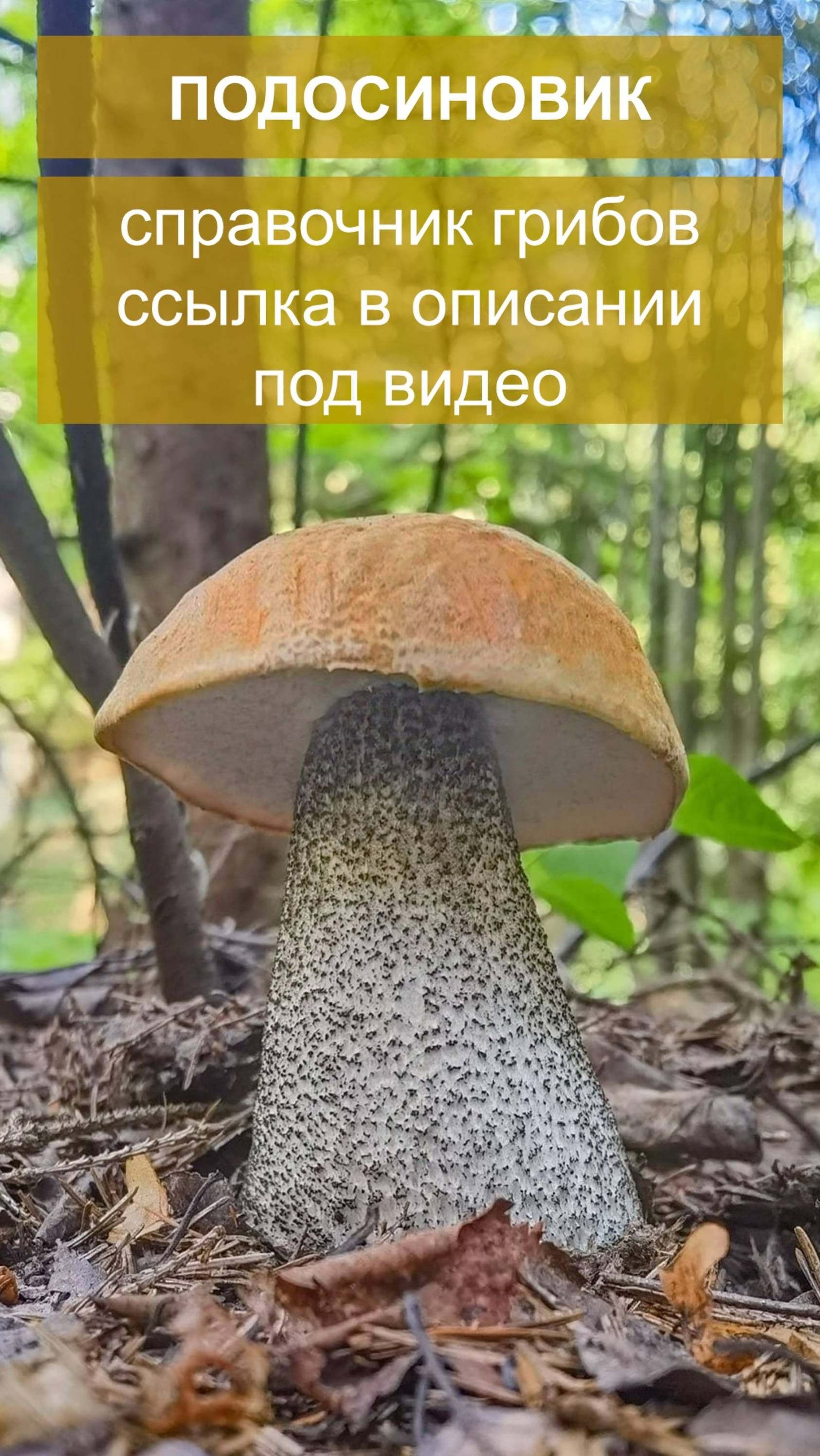 Подосиновик - справочник грибов смотреть онлайн