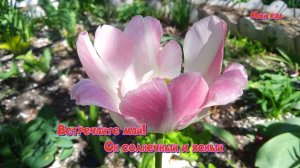 Встречайте май*    Он солнечный и ясный* Мой сад