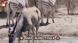 Животный мир планеты – красота и грация созданий Природы 🦁🦚🐵 Выпуск (59) 🐻🦉🦝