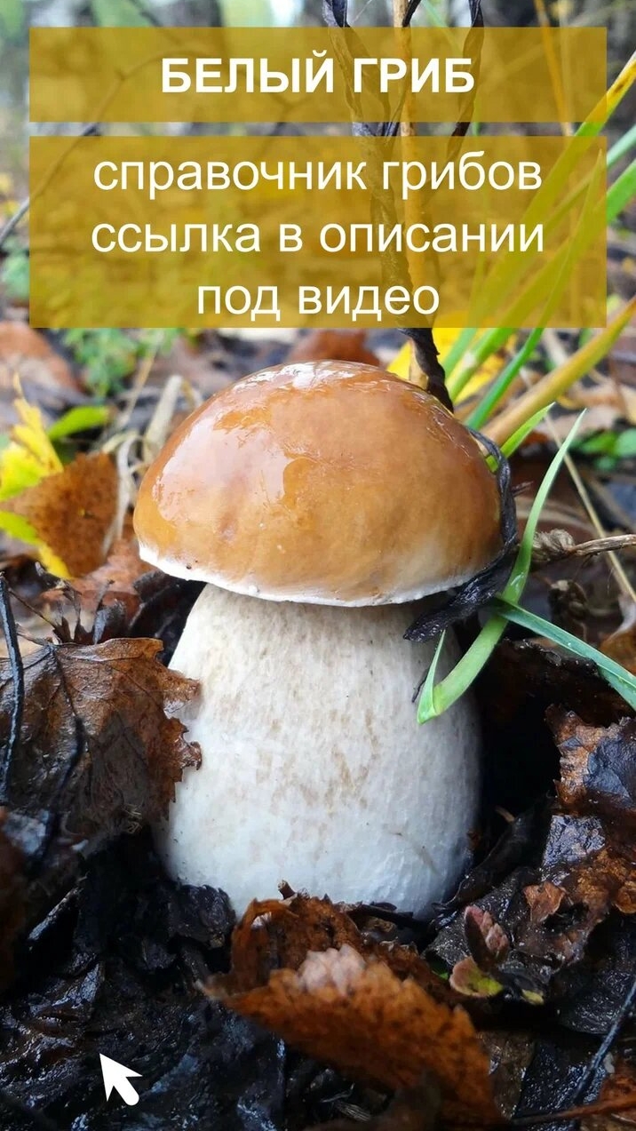 Белый гриб - справочник грибов смотреть онлайн