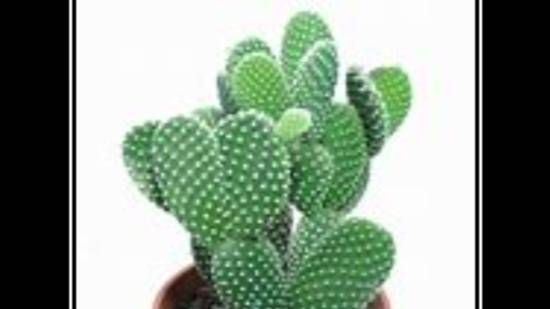 Оценка "Кактусов" Ч.2