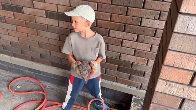 Спасаем ёжика смотреть онлайн