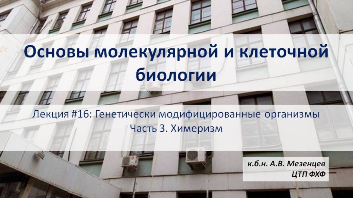 Основы молекулярной и клеточной биологии (2024) Лекция 16 ГМО Часть 3 Химеризм