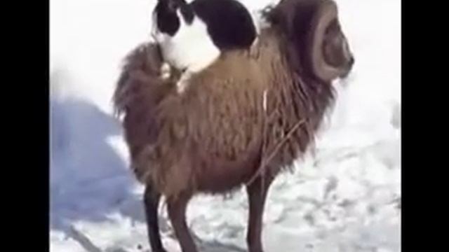 Приколы с кошками! Кот путешественник! смотреть онлайн