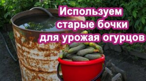 Сажаю Огурцы в бочки, до 14 кг с куста Проверенно Урожай без подкормок.