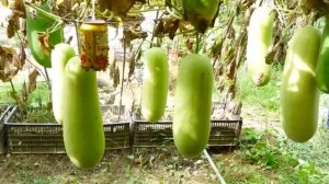 Выращивание гигантских кабачков на шпалерах