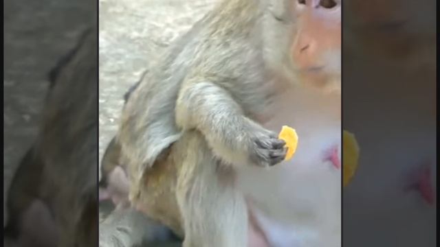 У некоторых макак кормление детёнышей ... 1000002949.mp4 смотреть онлайн