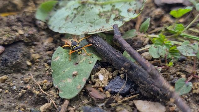 Прогулка осы