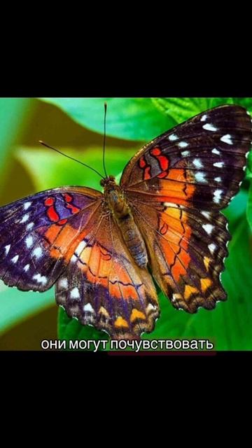 Зачем бабочкам лапки?