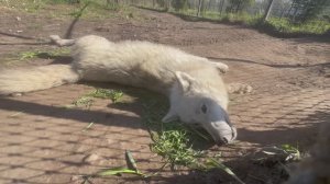 Арктический волк кайфует от травки 😅