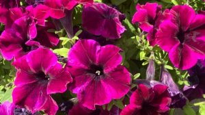 Саженцы. Распаковка. Петуния вегетативная Космик Пинк (Go! Tunia Cosmic Pink). Меристемные саженцы.