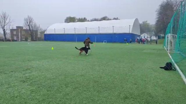 2 Отл. СС Ротбернштайн ХЕЛФГОТ +++ №6 / КЧК КОСТРОМА 26 апреля`25 В.Хижняк Моно немецких овчарок