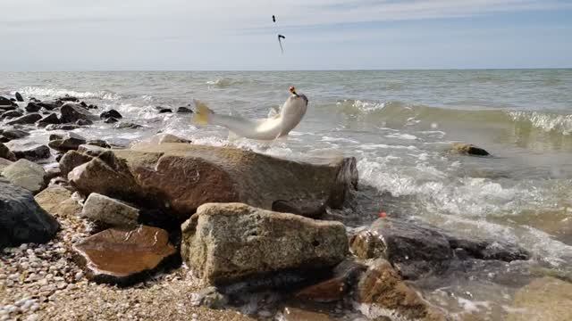 Азовское море. Таганрогский залив. Отличный отдых и рыбалка на Пиленгаса. 01.05.2025
