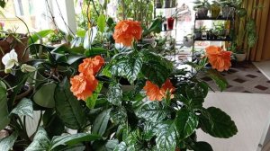 Кроссандра. Цветение. Секретики про уход.