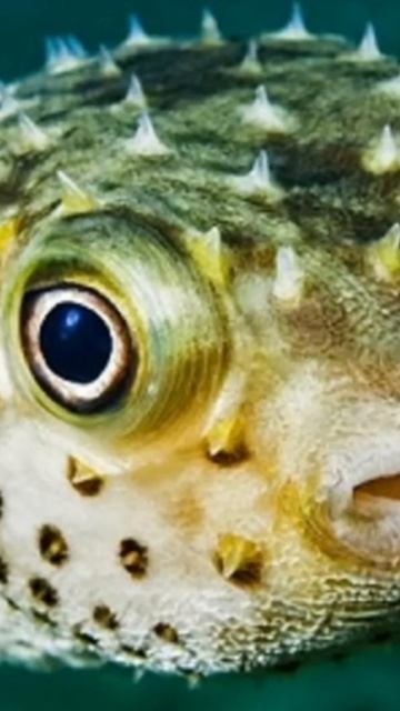 Как появляется рыба в безрыбном водоеме?