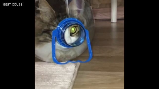 BEST COUBS 2018 / ЛУЧШИЕ КУБЫ 2018 ПРИКОЛЫ #1 смотреть онлайн