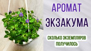 Экзакум. Какой аромат. Сколько рассады получилось. На каком расстоянии высаживать.