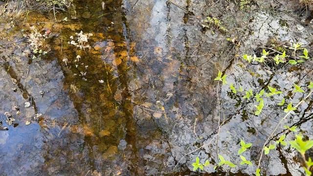 Живая открытка № 56. Смотри и отдыхай.