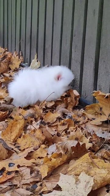 Прогулка шпицули Ромео.