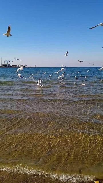 БЕРЕГ ЧЕРНОГО МОРЯ