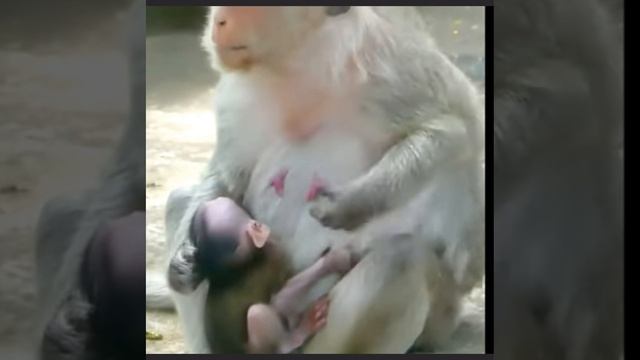 Макаки сознательно блокируют доступ к.... 1000003095.mp4 смотреть онлайн