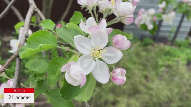 А-ля сад! Дневник наблюдений. Часть четвертая. смотреть онлайн