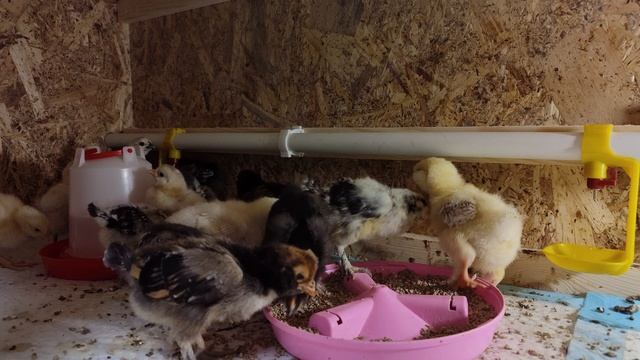 Хулиганьë! Петухи что ли все 😂 смотреть онлайн