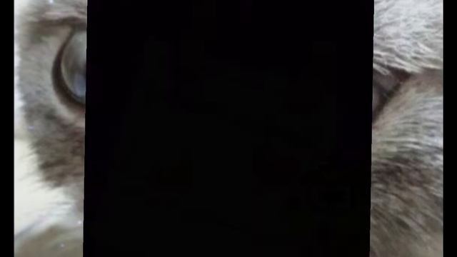 типичные открытки от очима смотреть онлайн