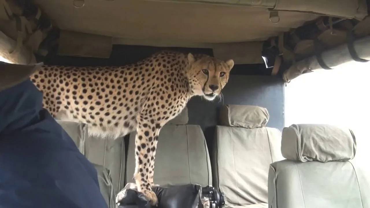 Случаи, когда дикие животные забрались в автомобили к людям смотреть онлайн