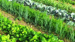 СОСЕДСТВО ОВОЩЕЙ НА ГРЯДКЕ