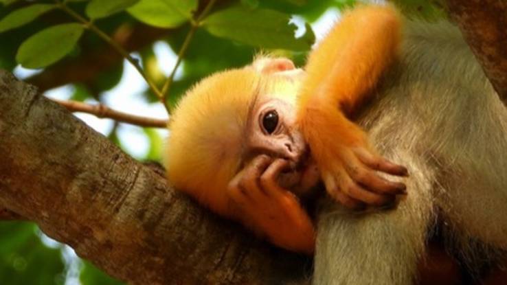 Дикий Таиланд. Мамашки с детьми смело угощаются фруктами смотреть онлайн