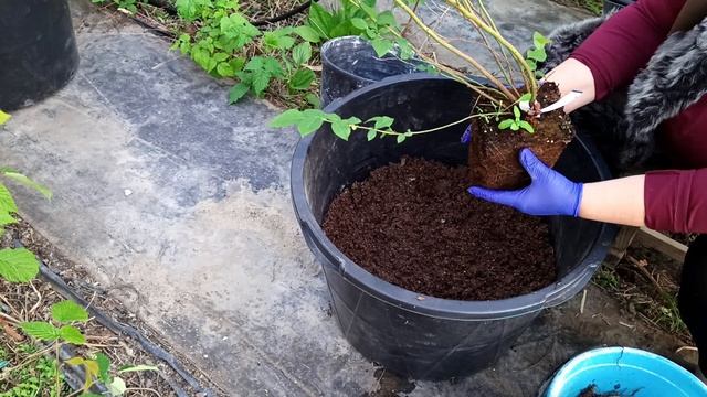 4 условия для успешного выращивания голубики- выполним и будем с ягодой голубикой! смотреть онлайн