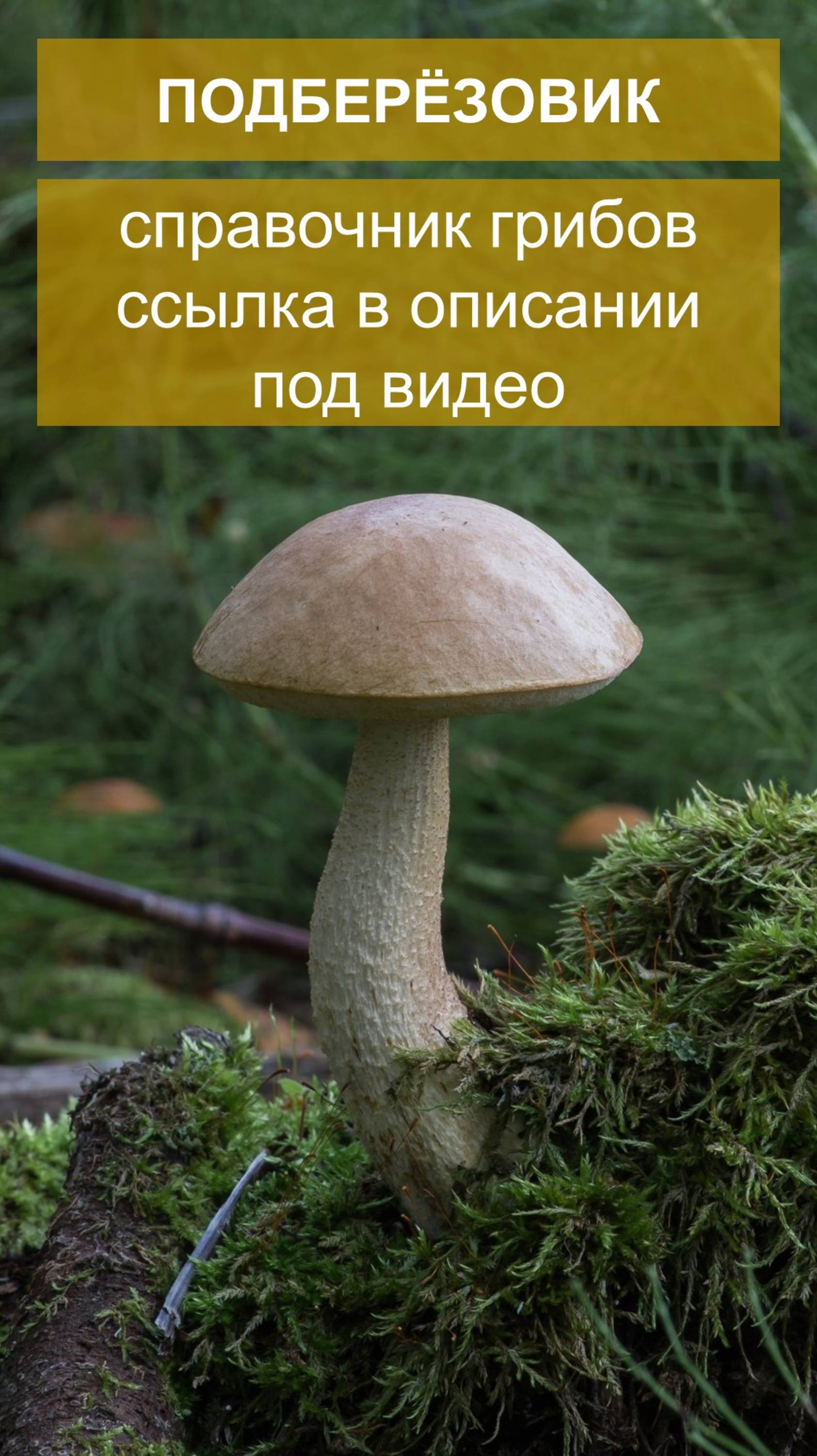 Подберезовик - справочник грибов смотреть онлайн