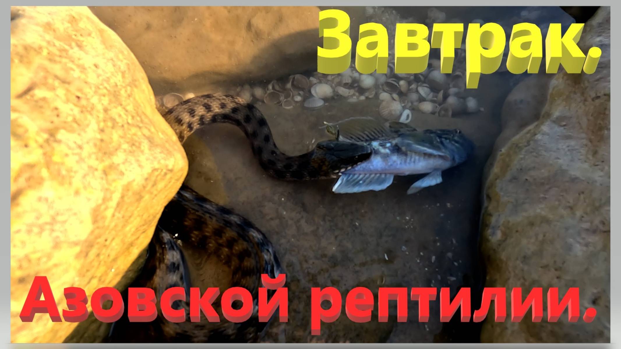 Завтрак Азовской рептилии. Азовское море. Ейск. смотреть онлайн