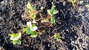 Весенняя обработка клубники ! Первая Обработка Клубники Весной ! Это ВАЖНО для Клубники Весной !!!